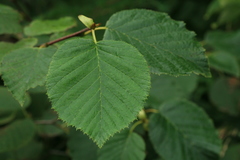 Alnus maximowiczii