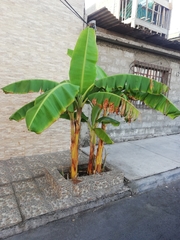 Musa × paradisiaca