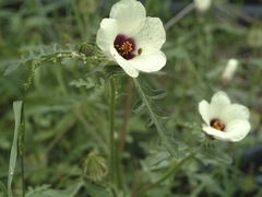 Hibiscus tridactylites