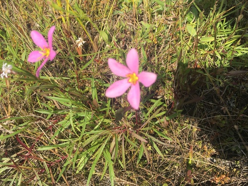 Largeflower Rose Gentian (Sabatia grandiflora)