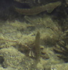 Cobitis paludica