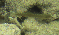 Cobitis paludica
