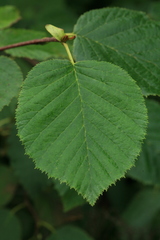 Alnus maximowiczii