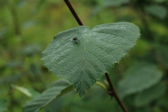 Alnus maximowiczii
