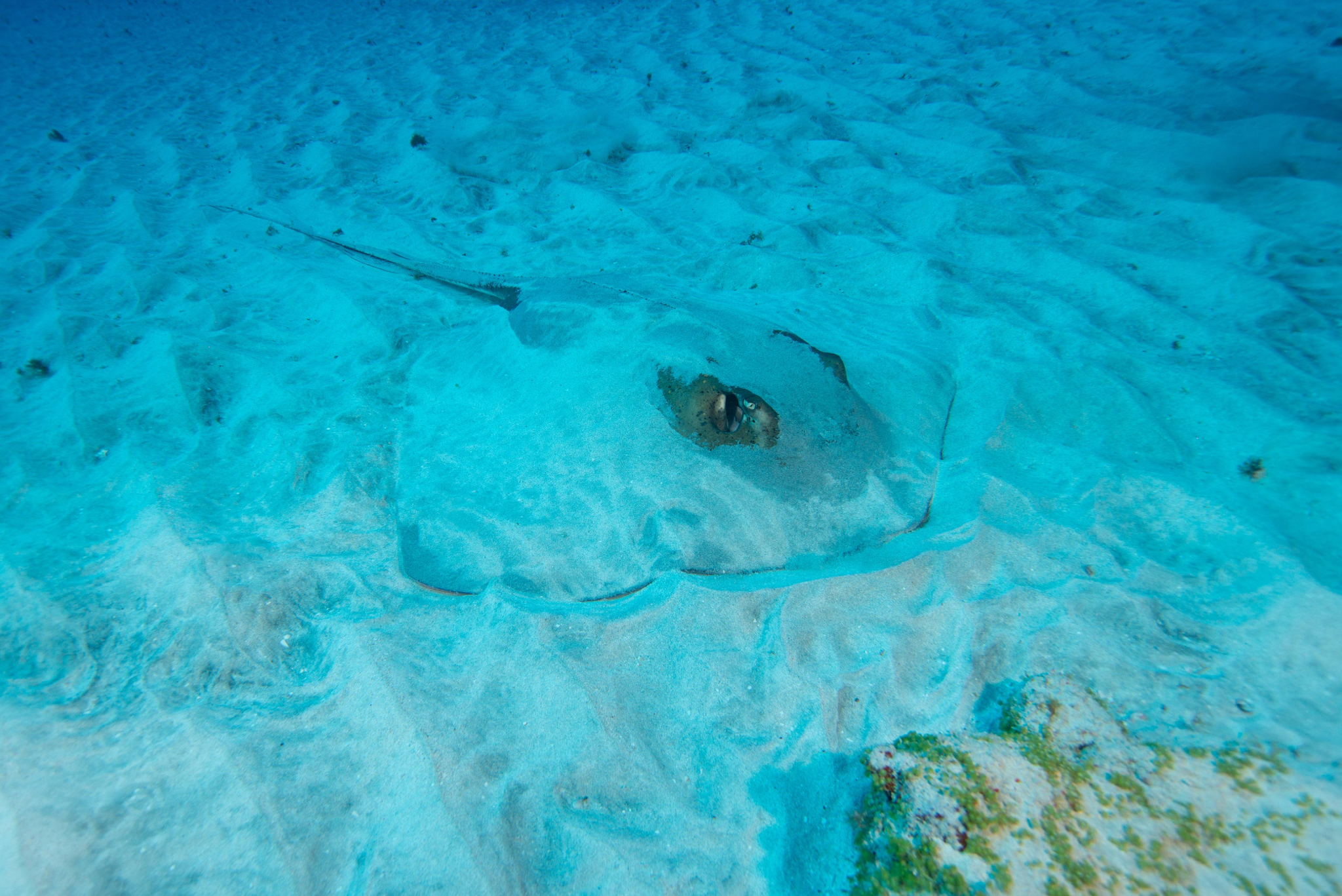 Lutz's Stingray photo 7