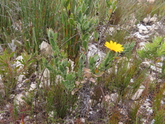 Osteospermum australe