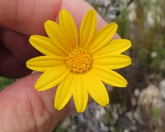 Osteospermum australe