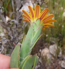 Osteospermum australe