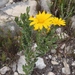 Osteospermum australe - Photo (c) linkie,  זכויות יוצרים חלקיות (CC BY), הועלה על ידי linkie