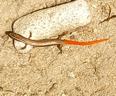 Riopa punctata