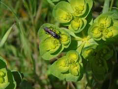 Tenthredopsis andrei