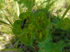 Tenthredopsis andrei