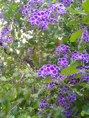 Amegilla bombiformis