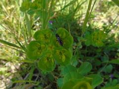 Tenthredopsis andrei