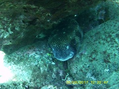 Chilomycterus reticulatus