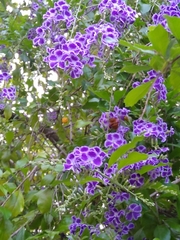 Amegilla bombiformis