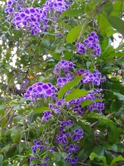 Amegilla bombiformis