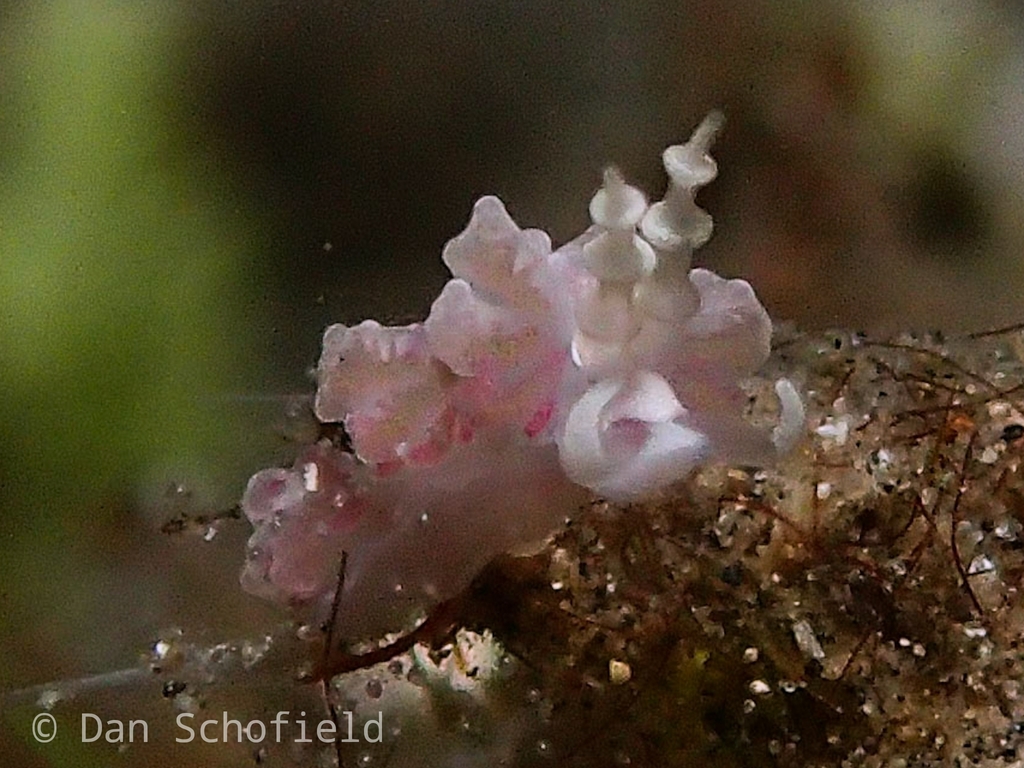 White-diamond Egg-eater