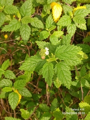Varronia bullata