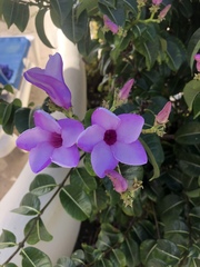 Cryptostegia