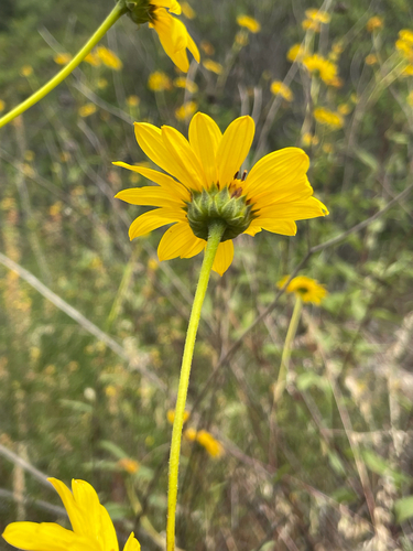 slender sunflower (Helianthus gracilentus)