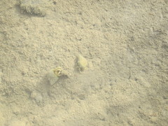 Isocheles wurdemanni