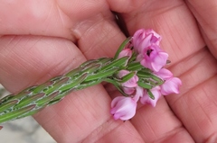 Erica excavata