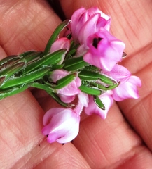 Erica excavata