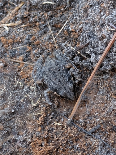 Southern Chorus Frog