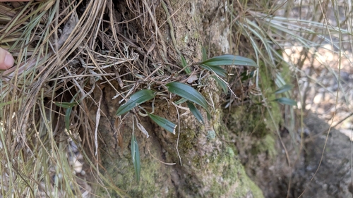 Greenfly Orchid (Epidendrum conopseum)