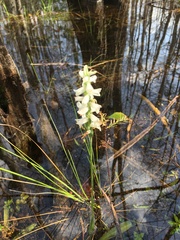 Spiranthes odorata