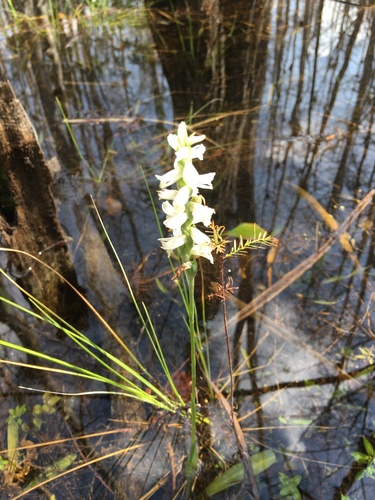 Marsh Ladies' Tresses (Spiranthes odorata)