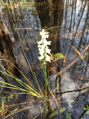Spiranthes odorata, photograph author not stated, no rights reserved