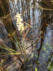 Spiranthes odorata, photograph author not stated, no rights reserved