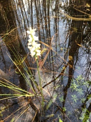 Spiranthes odorata, photograph author not stated, no rights reserved