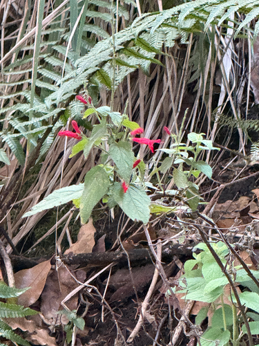 Pineapple Sage (Salvia elegans)