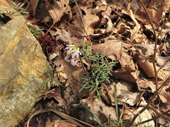 Cardamine dissecta