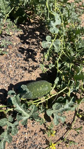 Fodder Melon