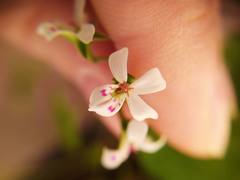 Pelargonium odoratissimum