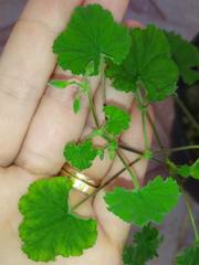 Pelargonium odoratissimum