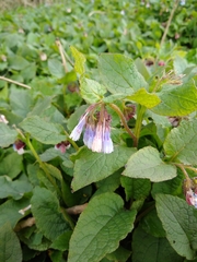 Symphytum × hidcotense