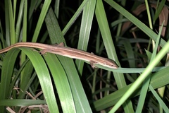 Takydromus stejnegeri