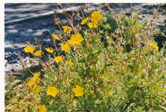 Cistus atriplicifolius