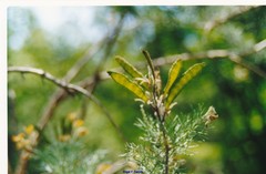 Adenocarpus decorticans