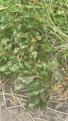 Amaranthus spinosus observed 2026-04-02