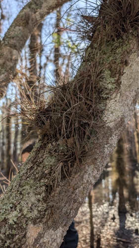 Bartram's airplant (Tillandsia bartramii)