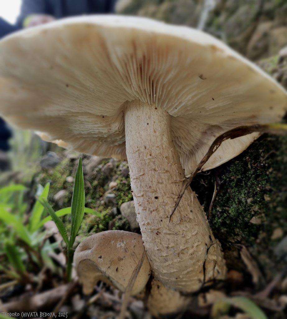 Macrocybe titans · June 2025 · photo: © teodoro_chivatabedoya (iNaturalist, cc-by)
