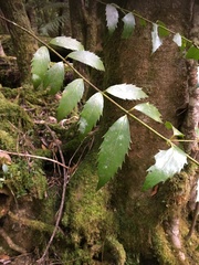 Atherosperma moschatum moschatum