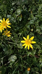 Ficaria verna
