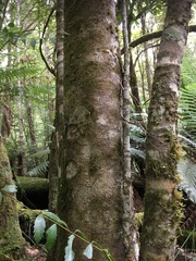 Atherosperma moschatum moschatum